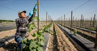 VINEYARD & ORCHARD